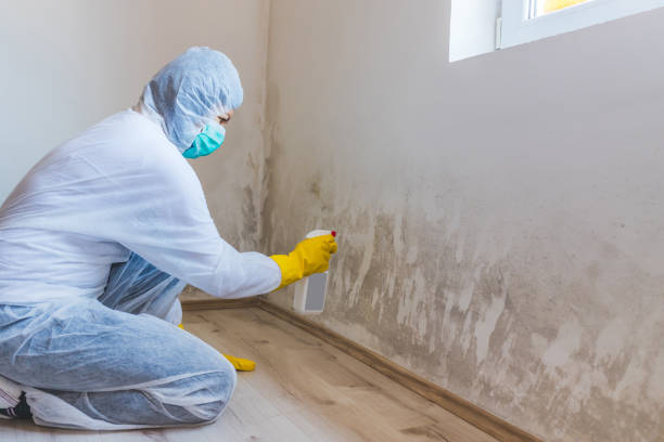 Licensed Attic Mold Remediation service in Ahoskie, NC - Car Mold Remediation