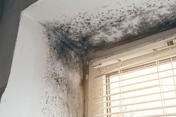 Affordable Attic Mold Remediation solutions in Ahoskie, NC